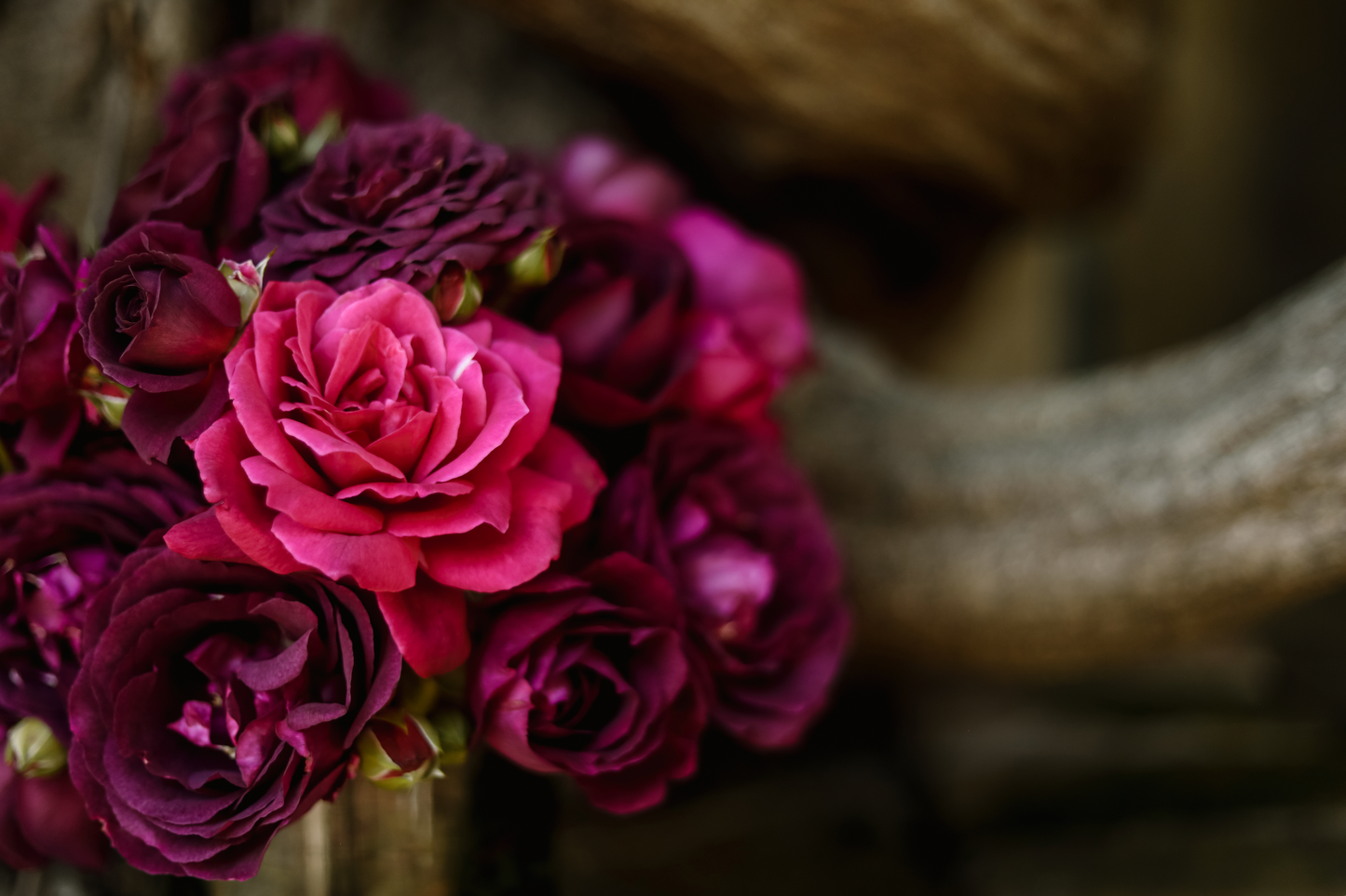 A closeup of a mix of purple and pink garden roses from Rose Story Farm from Santa Barbara. Set in a background of thick vines.