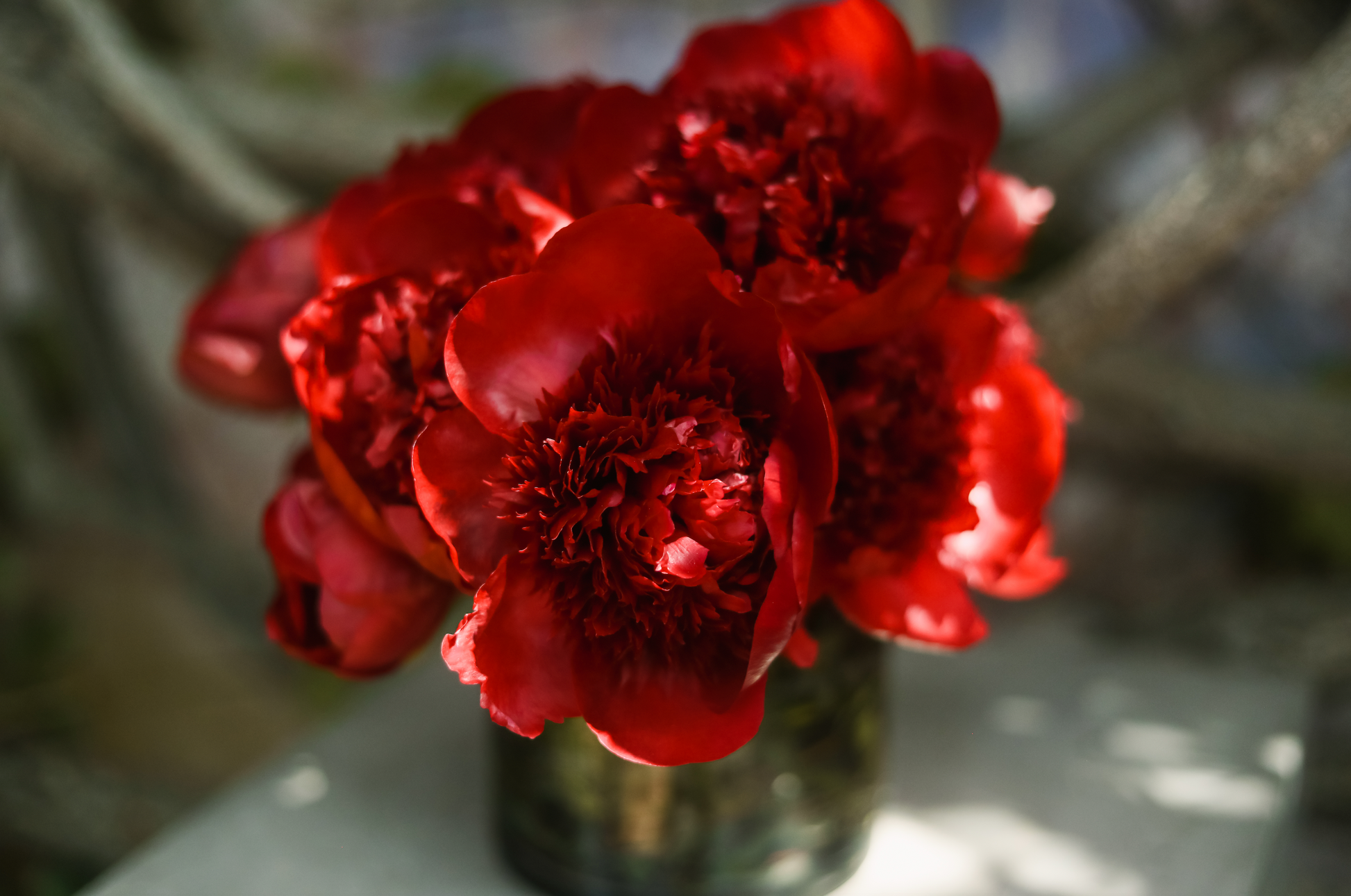 In dappled light, a close up of a Mother's Day flower arrangement featuring richly colored burgundy peonies, full and open.