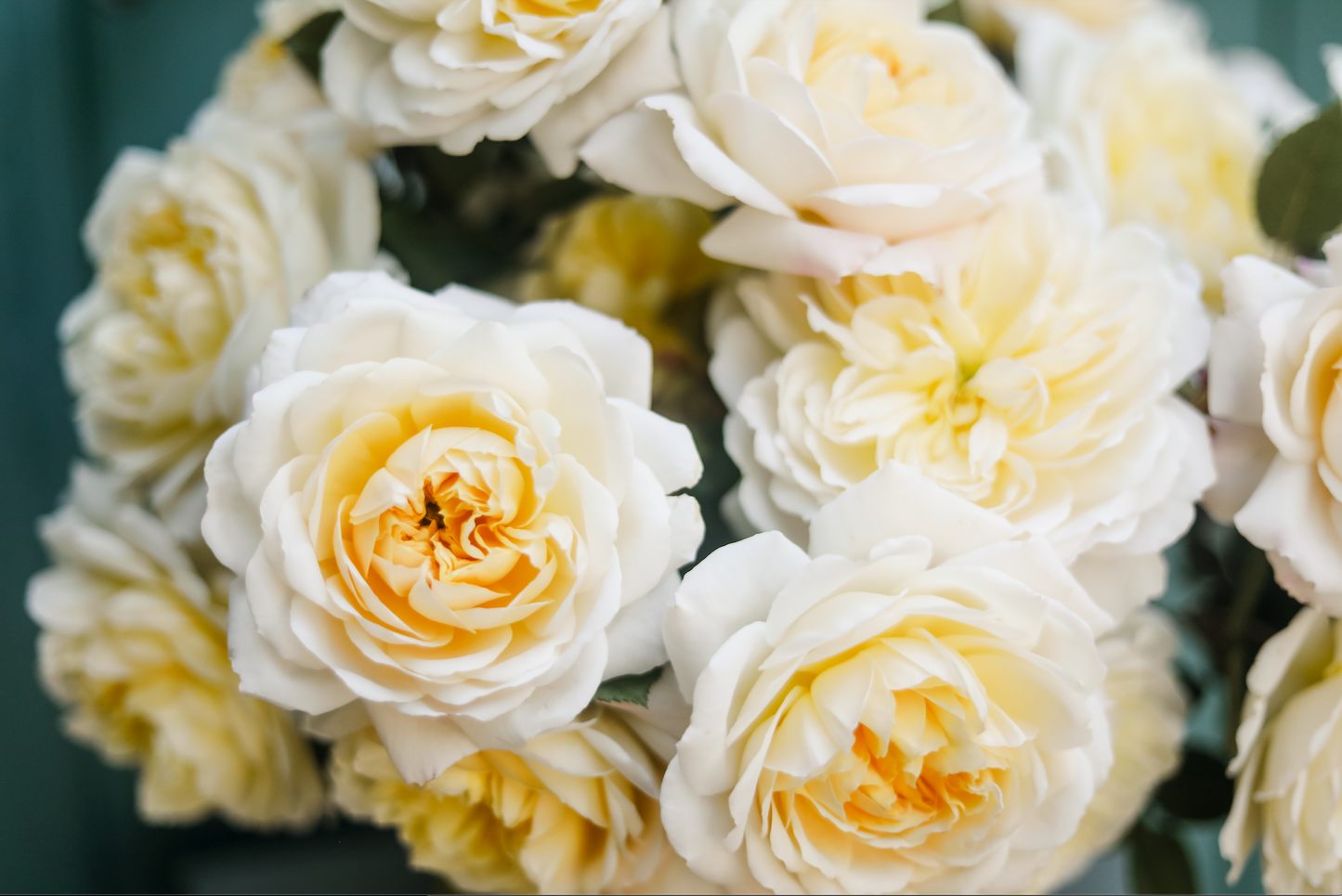 A close up of a flower arrangement, featuring open blooms of soft yellow garden roses from Rose Story Farm in Santa Barbara, CA.