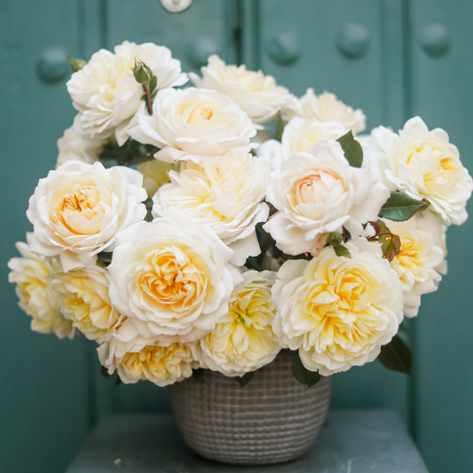 Bouquet of white and yellow roses in a vase against a teal background. Featuring open blooms of soft yellow garden roses from Rose Story Farm in Santa Barbara, CA.